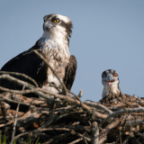 Citizen Scientists Get Involved Photo